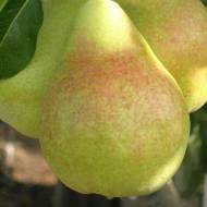 Саженец Груша Бере Киевская в контейнере